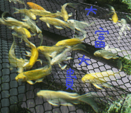 German home to sticker #15127616