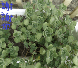 German home to sticker #15127618