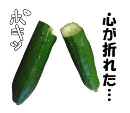 Fresh cucumber photo type sticker #15127676