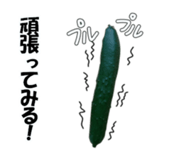Fresh cucumber photo type sticker #15127678
