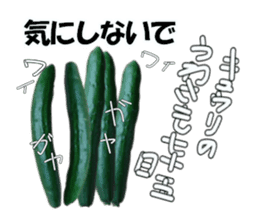 Fresh cucumber photo type sticker #15127686