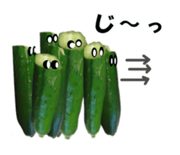 Fresh cucumber photo type sticker #15127699