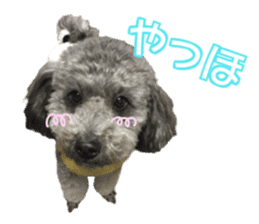 Giant toy-poodle KABUTO sticker #15128460