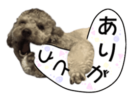 Giant toy-poodle KABUTO sticker #15128461