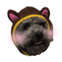 Giant toy-poodle KABUTO sticker #15128462
