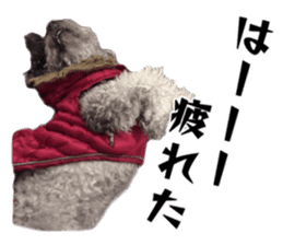 Giant toy-poodle KABUTO sticker #15128464