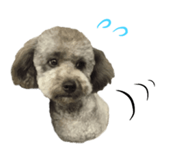 Giant toy-poodle KABUTO sticker #15128465