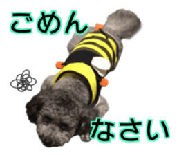 Giant toy-poodle KABUTO sticker #15128466