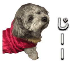 Giant toy-poodle KABUTO sticker #15128467