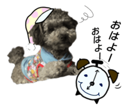 Giant toy-poodle KABUTO sticker #15128468