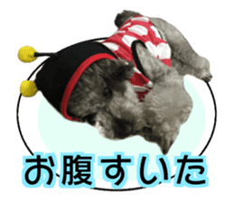 Giant toy-poodle KABUTO sticker #15128469