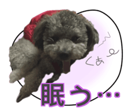 Giant toy-poodle KABUTO sticker #15128470