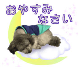 Giant toy-poodle KABUTO sticker #15128471