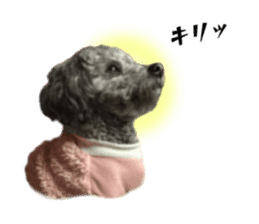 Giant toy-poodle KABUTO sticker #15128472