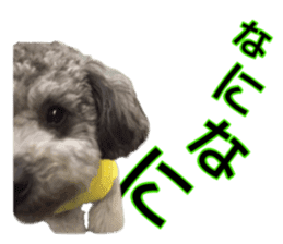 Giant toy-poodle KABUTO sticker #15128474