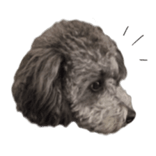 Giant toy-poodle KABUTO sticker #15128475