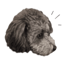 Giant toy-poodle KABUTO sticker #15128475