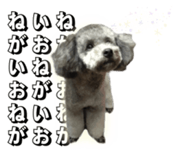 Giant toy-poodle KABUTO sticker #15128476