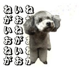 Giant toy-poodle KABUTO sticker #15128476