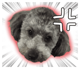 Giant toy-poodle KABUTO sticker #15128478