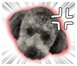 Giant toy-poodle KABUTO sticker #15128478