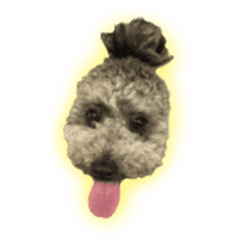 Giant toy-poodle KABUTO sticker #15128480