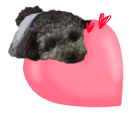 Giant toy-poodle KABUTO sticker #15128481