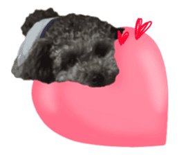 Giant toy-poodle KABUTO sticker #15128481