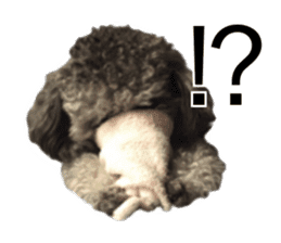 Giant toy-poodle KABUTO sticker #15128482