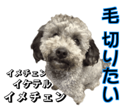 Giant toy-poodle KABUTO sticker #15128483