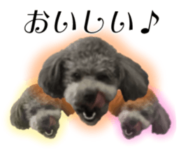 Giant toy-poodle KABUTO sticker #15128484