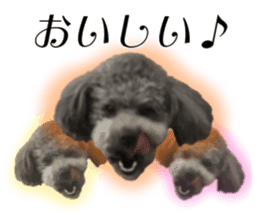 Giant toy-poodle KABUTO sticker #15128484