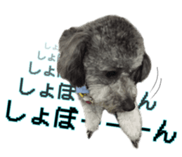 Giant toy-poodle KABUTO sticker #15128485