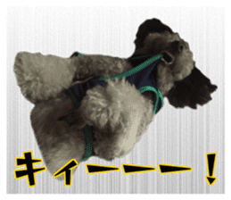 Giant toy-poodle KABUTO sticker #15128486
