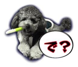 Giant toy-poodle KABUTO sticker #15128488