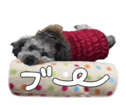 Giant toy-poodle KABUTO sticker #15128489