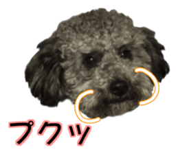 Giant toy-poodle KABUTO sticker #15128490