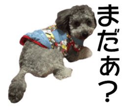 Giant toy-poodle KABUTO sticker #15128491