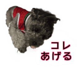 Giant toy-poodle KABUTO sticker #15128492