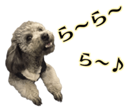 Giant toy-poodle KABUTO sticker #15128495
