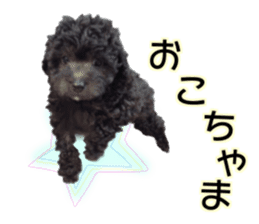 Giant toy-poodle KABUTO sticker #15128496