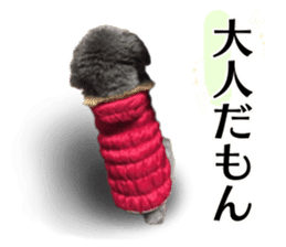 Giant toy-poodle KABUTO sticker #15128497