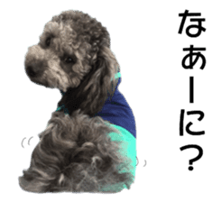 Giant toy-poodle KABUTO sticker #15128498