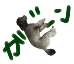 Giant toy-poodle KABUTO sticker #15128499