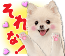 Cute dog 2 of a picture sticker #15134940
