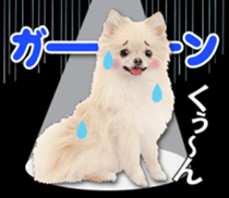 Cute dog 2 of a picture sticker #15134943