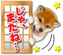 Cute dog 2 of a picture sticker #15134944