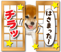 Cute dog 2 of a picture sticker #15134945