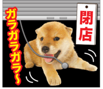 Cute dog 2 of a picture sticker #15134946