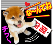 Cute dog 2 of a picture sticker #15134947